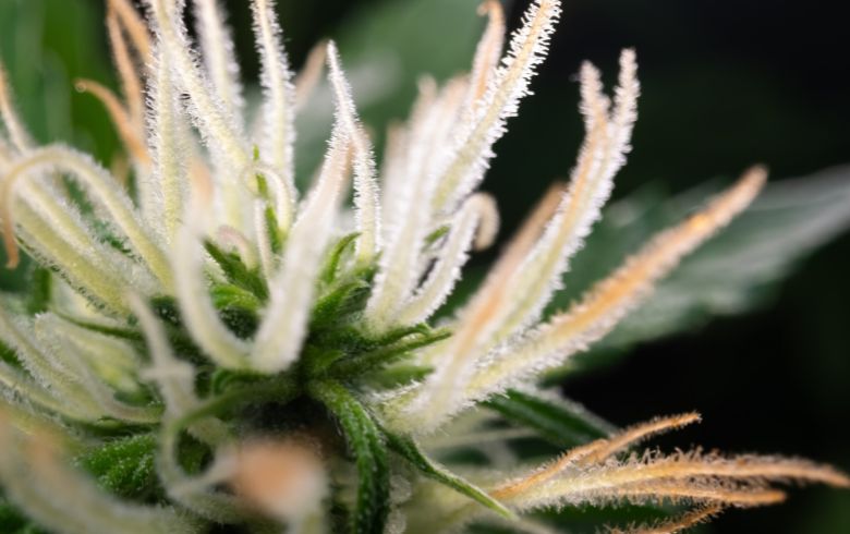 Notizie sulla cannabis