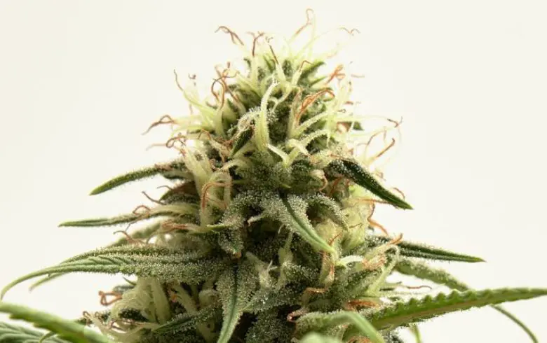 AK-47: scopri le caratteristiche principali