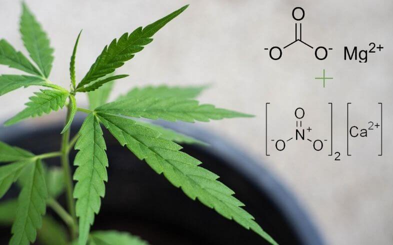 Dolomita: fertilizzante ecologico per la coltivazione di marijuana Dolomita: fertilizzante ecologico per la coltivazione di marijuana