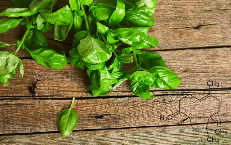 Notizie sulla cannabis