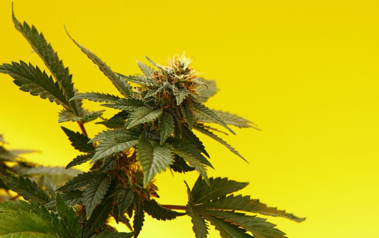 Notizie sulla cannabis