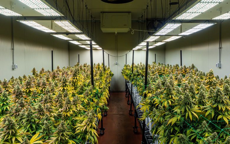 Cosa fare con il tuo raccolto indoor durante l’estate