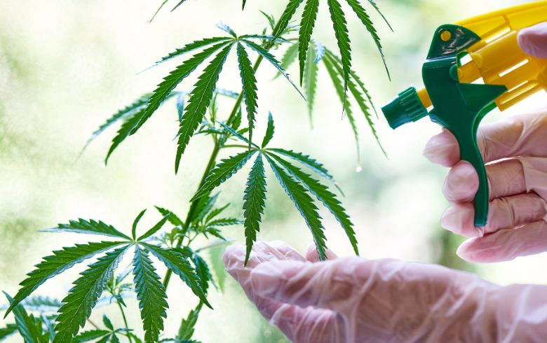 Come usare le tabelle di fertilizzazione per la coltivazione di marijuana