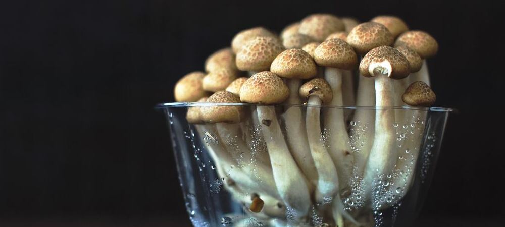 Essiccare funghi allucinogeni