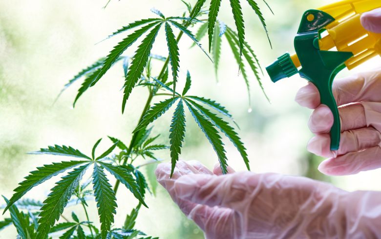 Trucchi su come irrigare le piante di marijuana