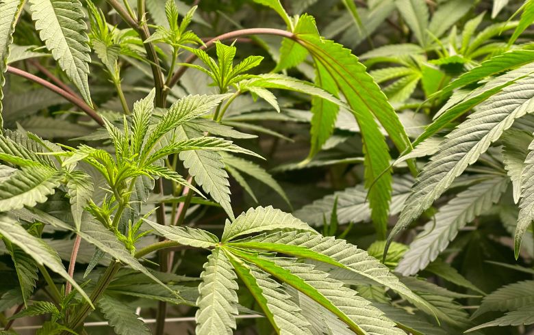 Notizie sulla cannabis