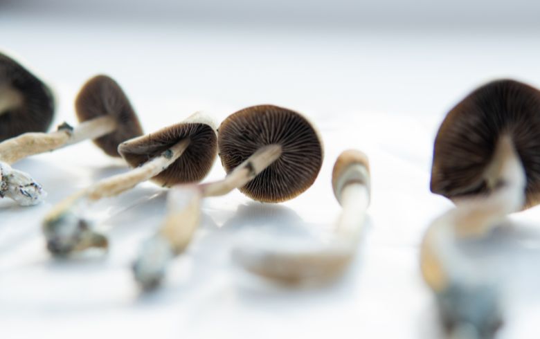 Notizie sulla cannabis