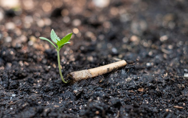 cuanto tarda en crecer la marihuana