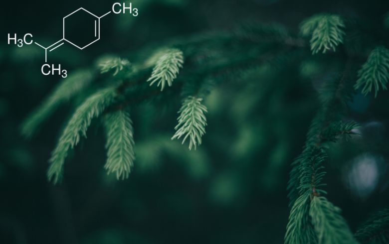 Cos’è il terpinolene?