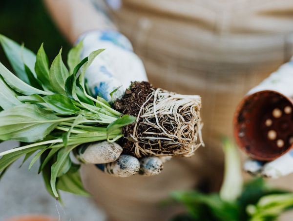 Come trapiantare una pianta di marijuana