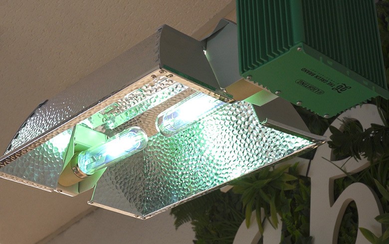 L’altezza ideale delle lampade indoor nella coltivazione di cannabis