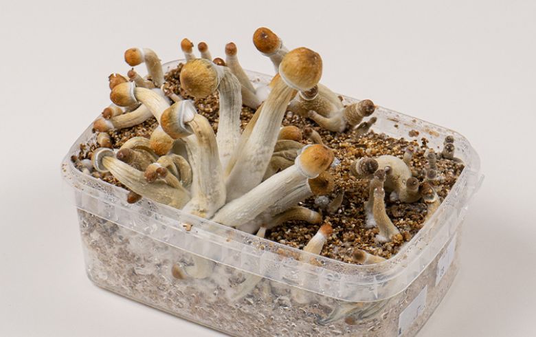 Efectos de las setas alucinógenas