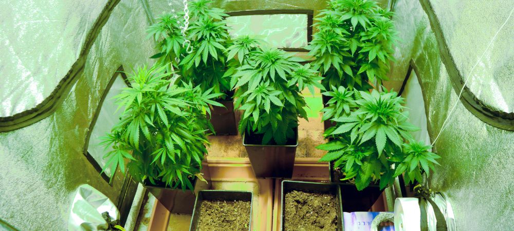 montare una grow box