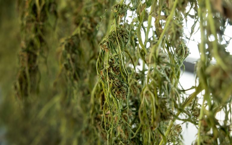 L’essiccazione della marijuana: che cos’è e come si fa L’essiccazione della marijuana: che cos’è e come si fa
