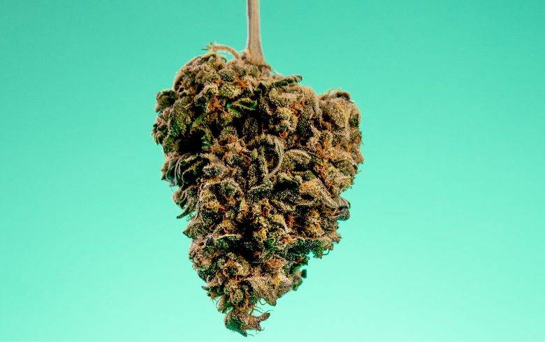 Come essiccare e curare bene il tuo raccolto di cannabis Come essiccare e curare bene il tuo raccolto di cannabis