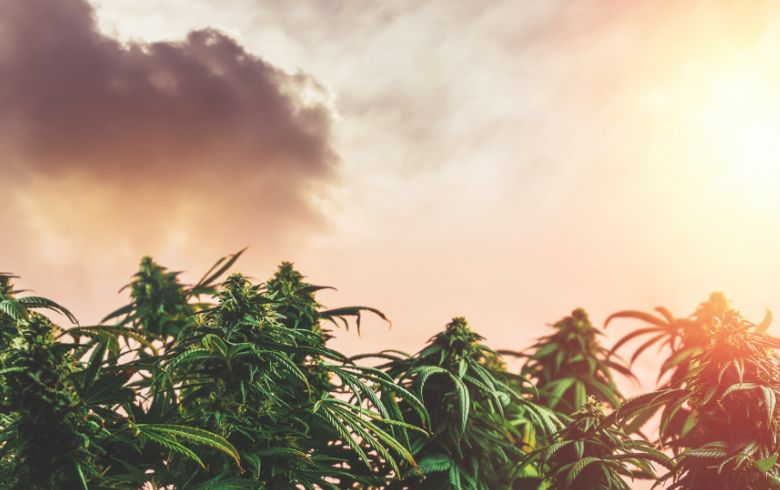 Notizie sulla cannabis