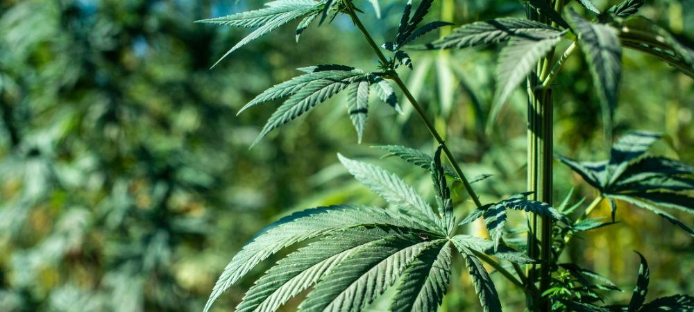 coltivazione outdoor marijuana sativa