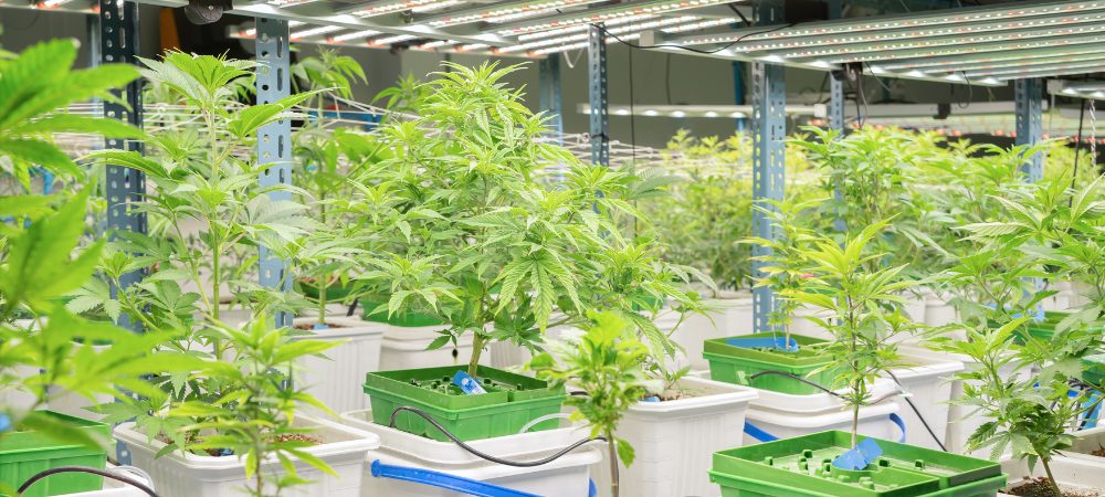 coltivazione indoor marijuana sativa