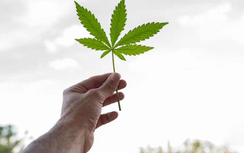 Piante da interno e da esterno: differenze