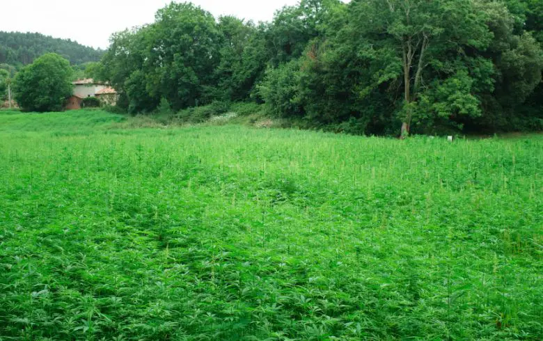 Quando inizia la fioritura della marijuana outdoor?