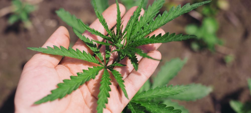 caratteristiche della marijuana sativa