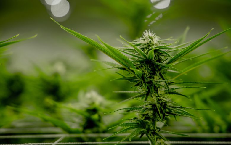 Notizie sulla cannabis