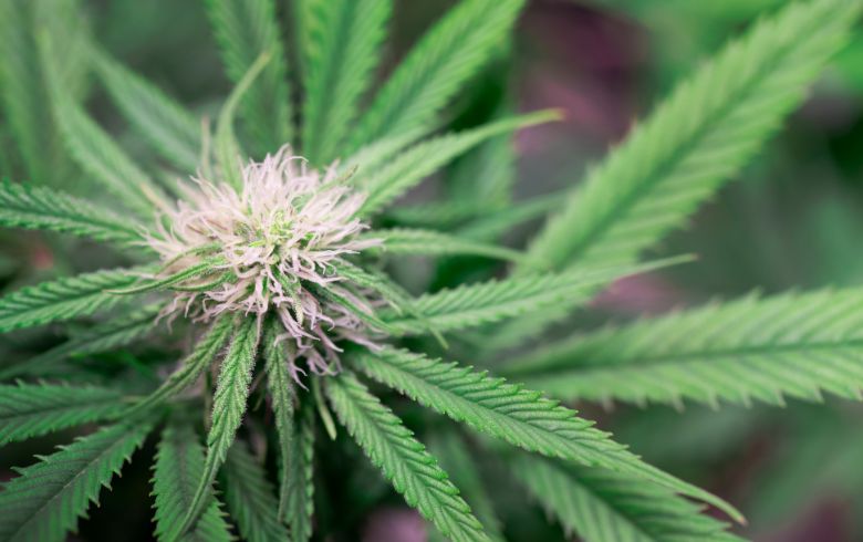 Notizie sulla cannabis