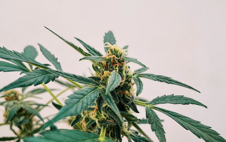 Notizie sulla cannabis