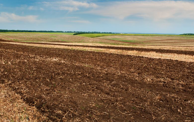 Notizie sulla cannabis