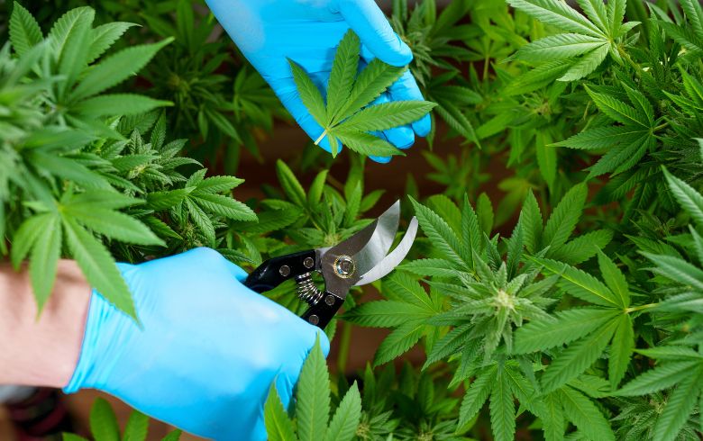 Tipi di potature nella marijuana