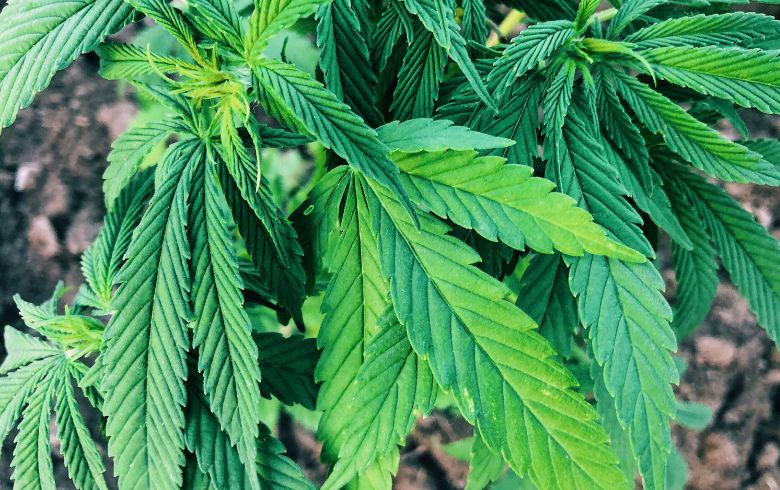 Tutti i tipi di macchie sulle foglie di marijuana