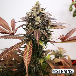 Le migliori varietà di marijuana ricche in CBD