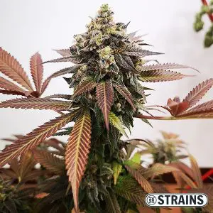 Le migliori varietà di marijuana ricche in CBD