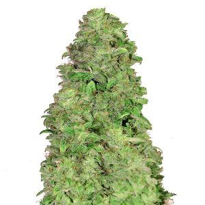 marijuana con alto contenuto in cbd