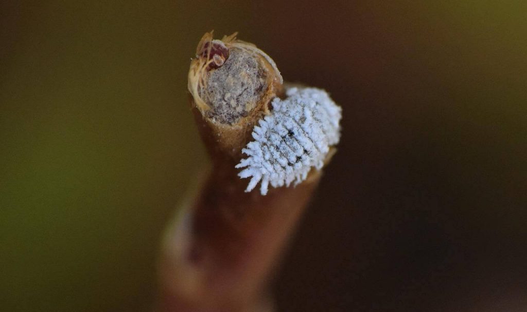 Come eliminare la cocciniglia farinosa Come eliminare la cocciniglia farinosa