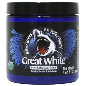 funghi e batteri benefici