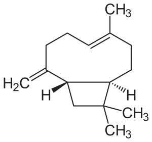 Beta cariofillene struttura beta cariofillene