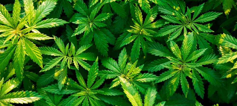 Come risolvere il problema delle foglie gialle sulle piante di marijuana