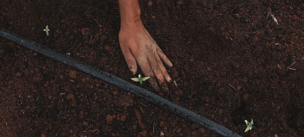 Come utilizzare i fertilizzanti di Advanced Nutrients nella crescita Come utilizzare i fertilizzanti di Advanced Nutrients nella crescita