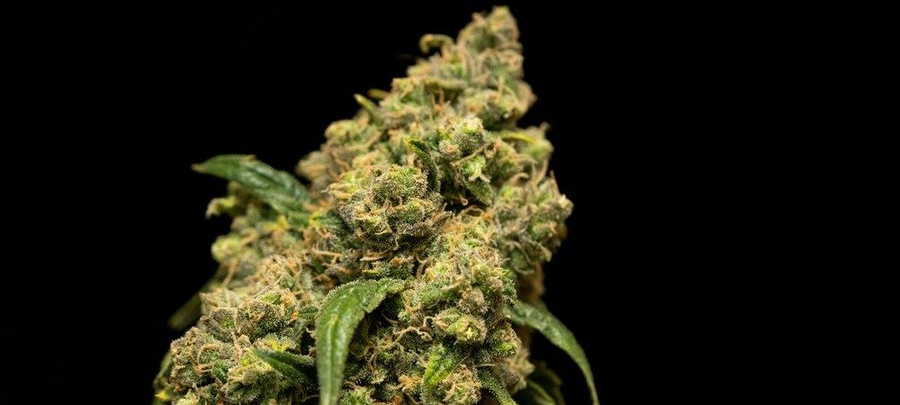 sviluppo della marijuana