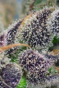 Scopri tutte le varietà ricche di CBD di Sweet Seeds®
