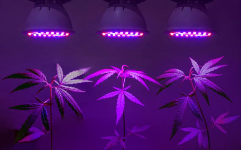 Come scegliere delle lampade per la coltivazione indoor a basso consumo
