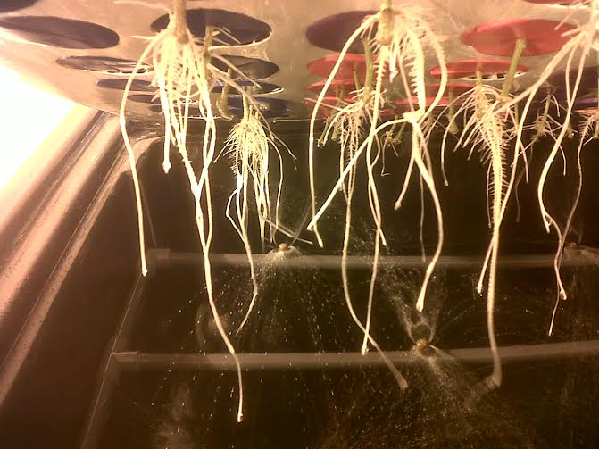 Pulizia delle radici della pianta di marijuna