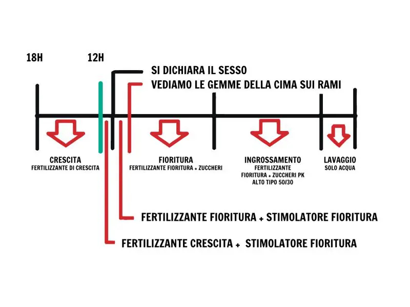 Ogni quanto fertilizzare la canapa