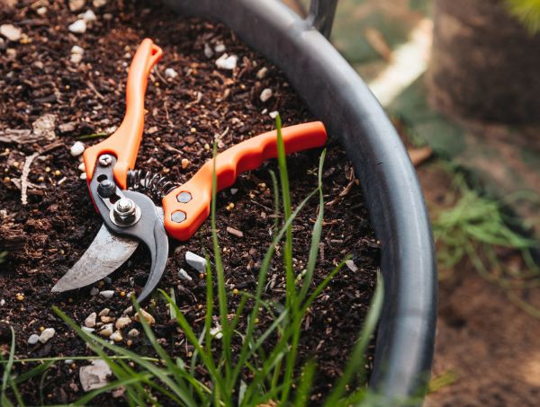 Come potare la marijuana all’aperto