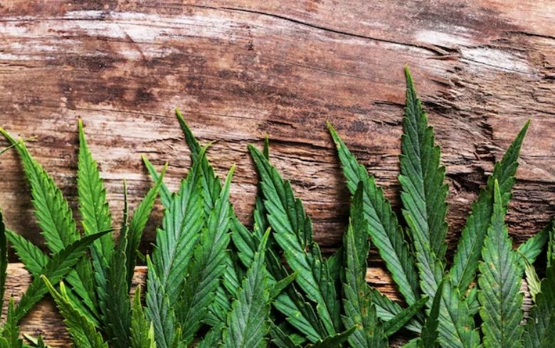 Notizie sulla cannabis