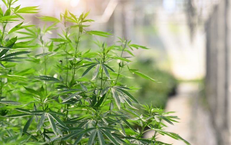 Notizie sulla cannabis