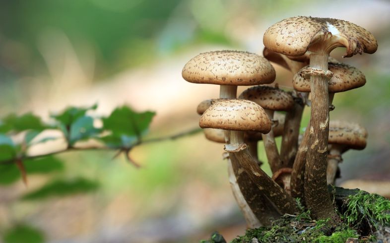 Notizie sulla cannabis