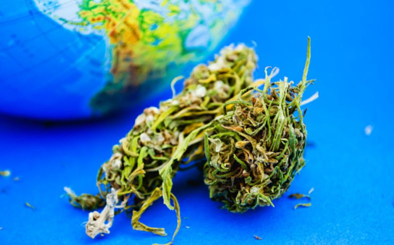 Notizie sulla cannabis