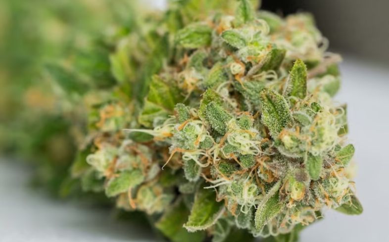 Notizie sulla cannabis